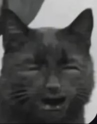 Human Cat Meme Template