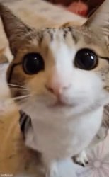 uegueguegueguegegueguegueg Meme Template