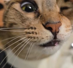 Lanaface Meme Template