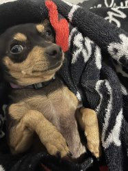 Justice dog Meme Template