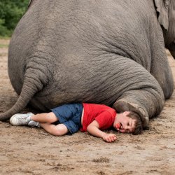 A kid being sat on by an elephant (the kid is doing the family g Meme Template