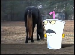 Horses Anus Meme Template