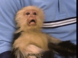 oh no monkey Meme Template