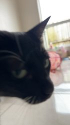 Squid’s Judgement Meme Template