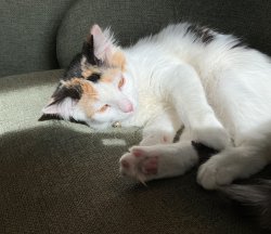 Tired cat Meme Template