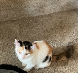 DONT LOOK AT ME ):< Meme Template