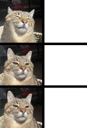cool cat Meme Template