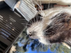 Robin cannot be baited Meme Template