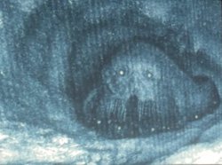 Iron lung Meme Template