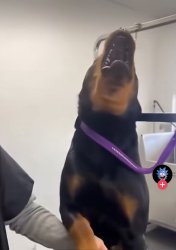 Cry dog Meme Template