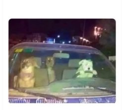 PunchItbro Meme Template