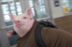 Pig punch Meme Template