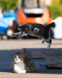 Stray cat surprise Meme Template