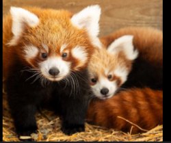 good feeling red panda Meme Template