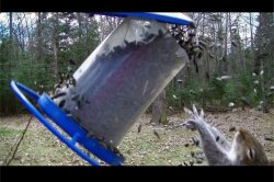 All the Seeds Meme Template