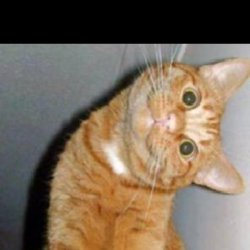 head tilt Meme Template