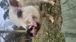 Seriously?! Meme Template