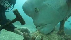 Hammerhead fish engineer Meme Template