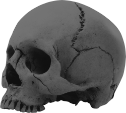Gray Skull Meme Template