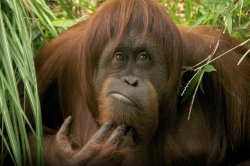 orang utan Meme Template