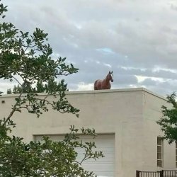 Horse on roof Meme Template