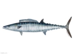 Error: To submit your image you must certify its integrity by ch Meme Template