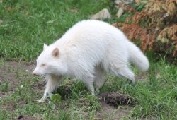 White trash panda privilege Meme Template