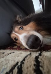 Wolfie Meme Template