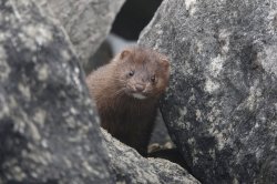 serious mink Meme Template