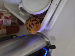 Lost cookie in the kitchen Meme Template