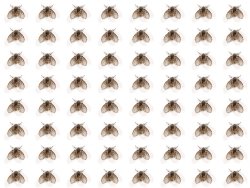 64 drain flies Meme Template