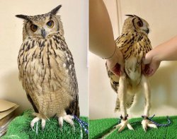 Owl legs Meme Template