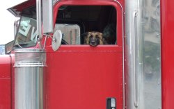 Dog in Semi Truck Meme Template