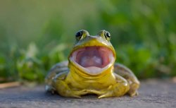 Yelling Frog Meme Template