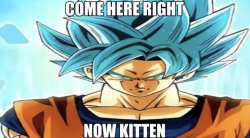 Come here right now kitten Meme Template