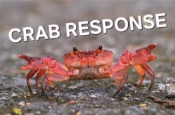 Crab Response Meme Template