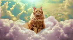 Cat in Heaven Meme Template