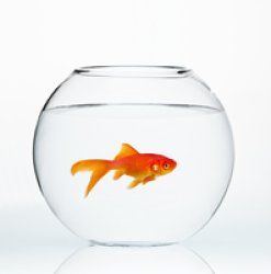 Fishbowl Meme Template