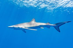 Blue shark Meme Template