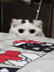 Peeking cat Meme Template