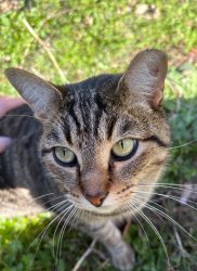 Cat eyes Meme Template