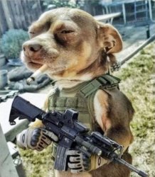 Watch dog Meme Template