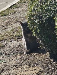 Creepy Cat Meme Template