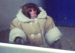 IKEA monkey Meme Template