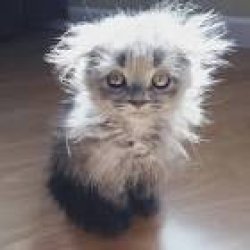 icestar11 Meme Template