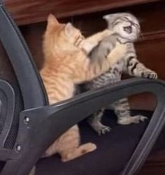 Fighting cats Meme Template