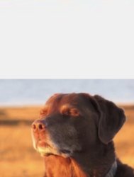 Dog Fate Meme Template