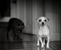 BehindMe Meme Template