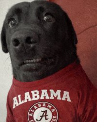 alabama dog crimson tide Meme Template