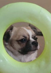 Perro filosofo Meme Template